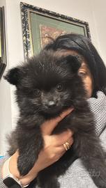 Disponibili cuccioli di Pomerania