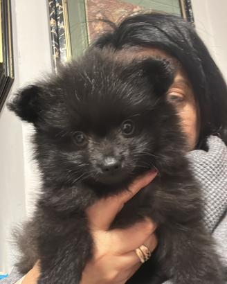 Disponibili cuccioli di Pomerania