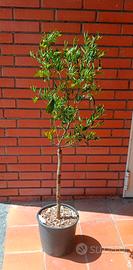 pianta Mandarino Avana apireno 