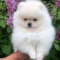 Pomerania