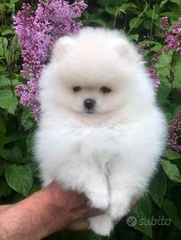 Pomerania