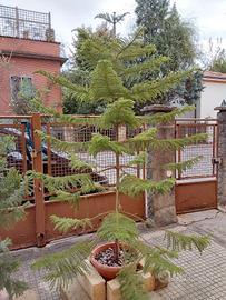 araucaria heterophilla h.2,5mt.in vaso vera 