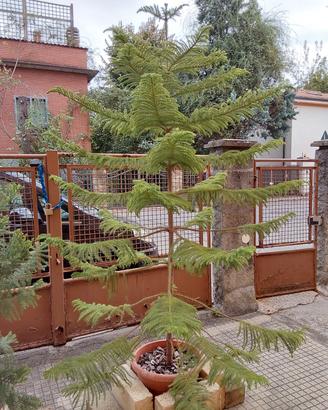 araucaria heterophilla h.2,5mt.in vaso vera 