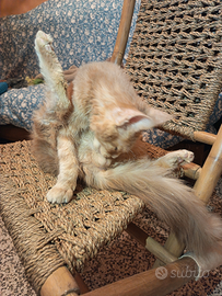 Maine Coon Cream Silver