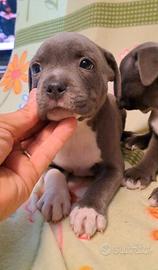 Staffordshire bull Terrier