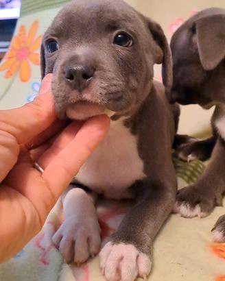 Staffordshire bull Terrier