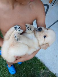 Cucciolo di Golden Retriever
