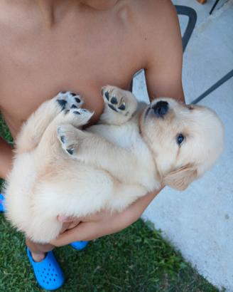 Cucciolo di Golden Retriever
