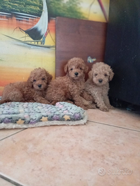 Barboncino Toy con Pedigree Enci