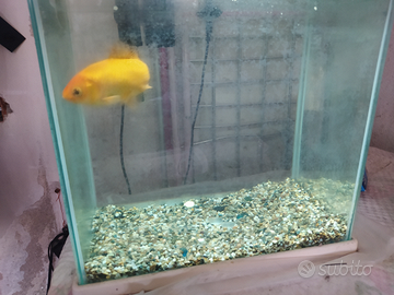 Acquario completo e pesce