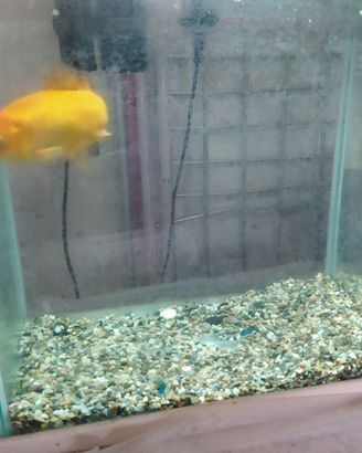 Acquario completo e pesce