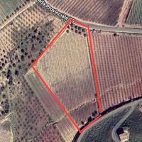 Terreno agricolo con vigneto (nero d'avola)