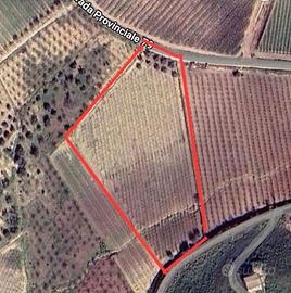 Terreno agricolo con vigneto (nero d'avola)