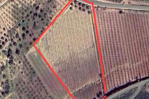 Terreno agricolo con vigneto (nero d'avola)