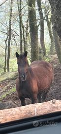 2 cavalle percheron di 5 anni