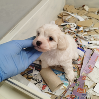 Cucciolo di maltese