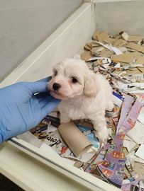 Cucciolo di maltese