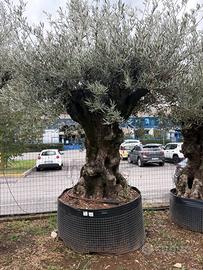Pianta di ulivo secolare in foto
