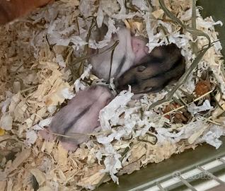 Criceti russi docili