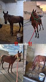 Puledro