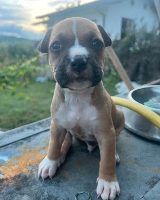 Cucciolo Pitbull UKC maschio