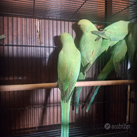 Parrochetti dal collare
