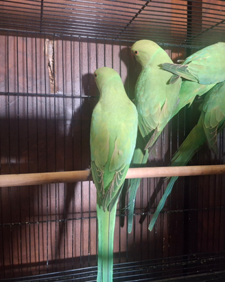 Parrochetti dal collare