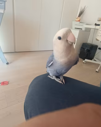 Pappagallino inseparabile
