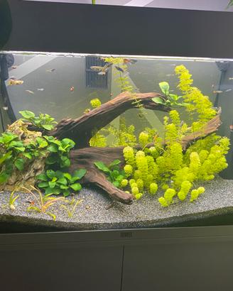 Piante acquario in tutta Italia