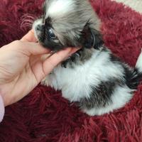 Chihuahua taglia piccolissima