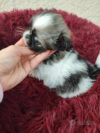 Chihuahua taglia piccolissima