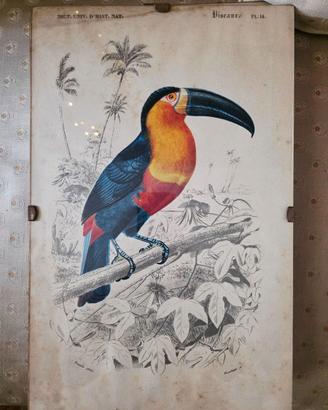 Stampa con Tucano