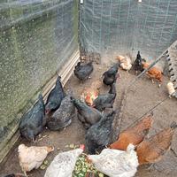 Polli galline conigli