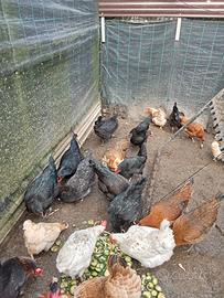 Polli galline conigli