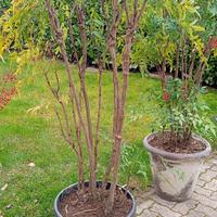 Nandina