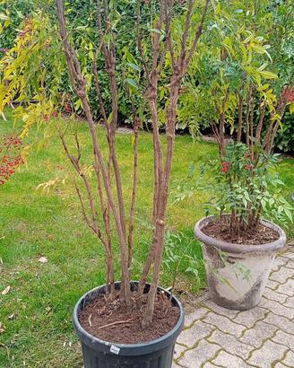 Nandina