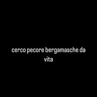 C.erco pecore bergamasche da vita