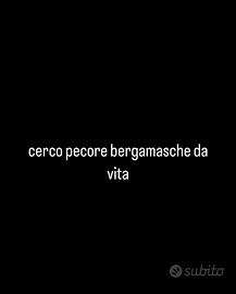 C.erco pecore bergamasche da vita