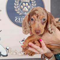 Bassotti Kaninchen Arlecchino e Choco