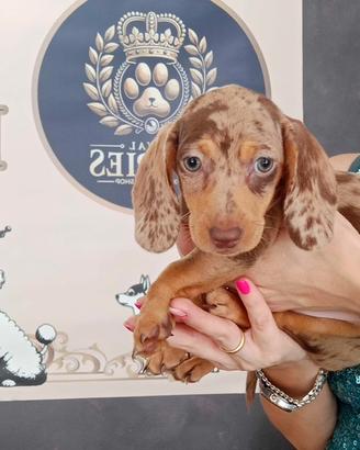 Bassotti Kaninchen Arlecchino e Choco