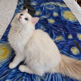 Cucciolo Ragdoll