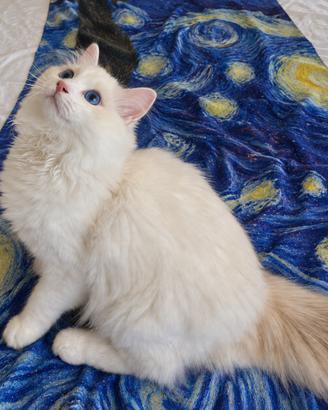 Cucciolo Ragdoll