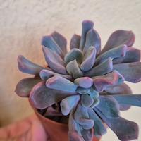 pianta grassa cactus 