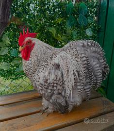 Gallo cocincina nana 