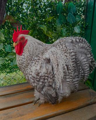Gallo cocincina nana 