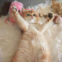 Scottish&British con Pedigree