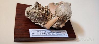 Denti Fossili di Squalo-Miocene 23-5 Milioni anni