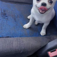 Chihuhahuha maschietto