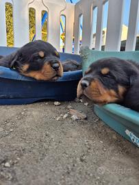 Rottweiler