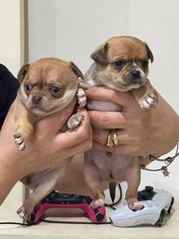 Chiwawa